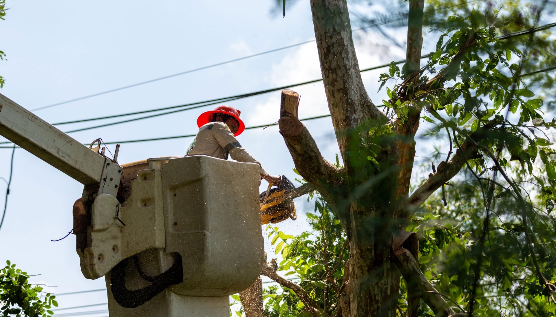 Tree care and maintenance services in Fort Pierce