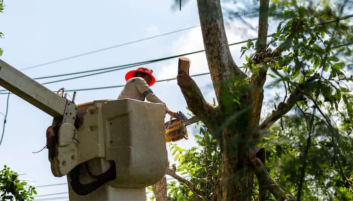 Tree care and maintenance services in Fort Pierce