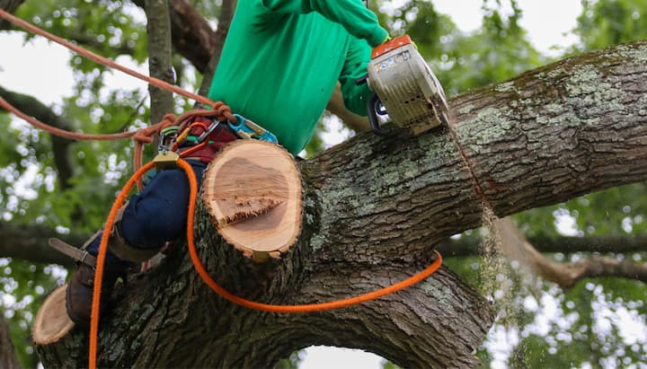 Shed your worries away with best tree removal in Fort Pierce