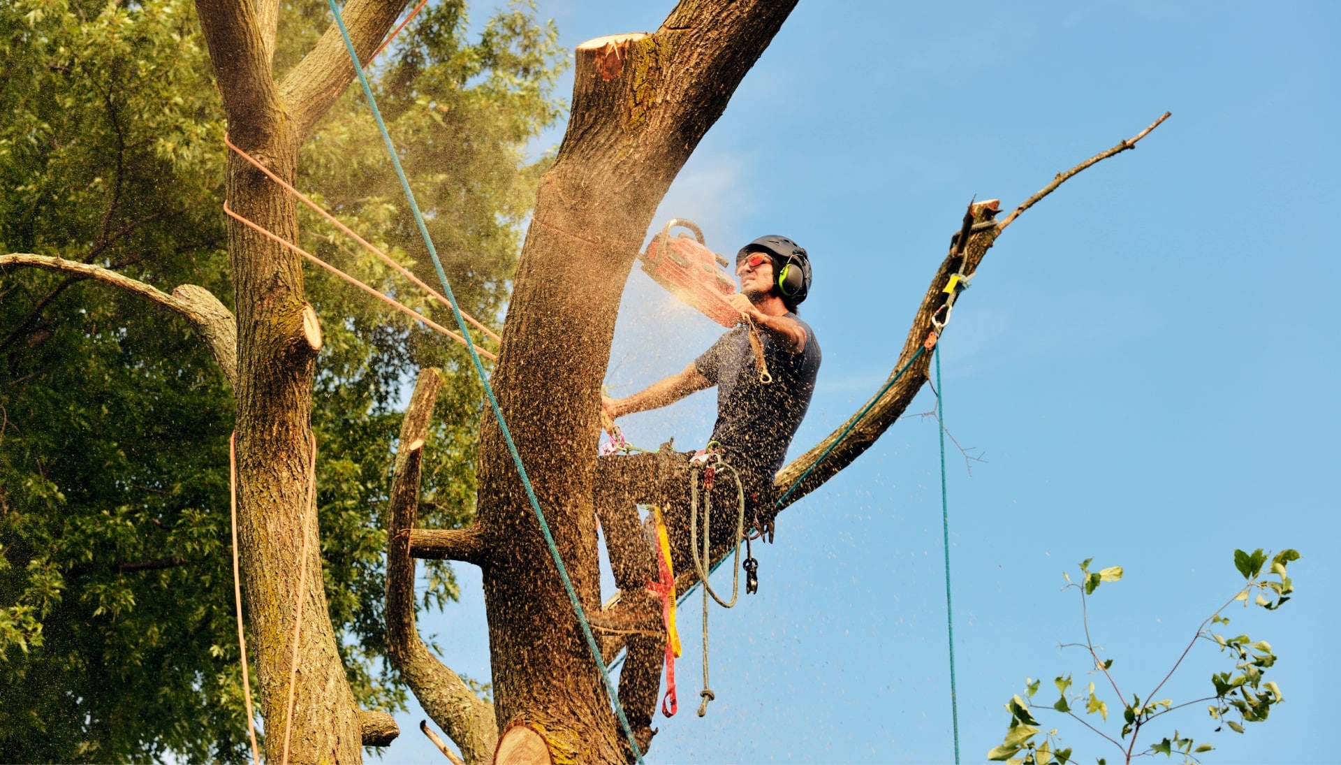 Get rid of tree problems with the expert tree removal contractors in Fort Pierce