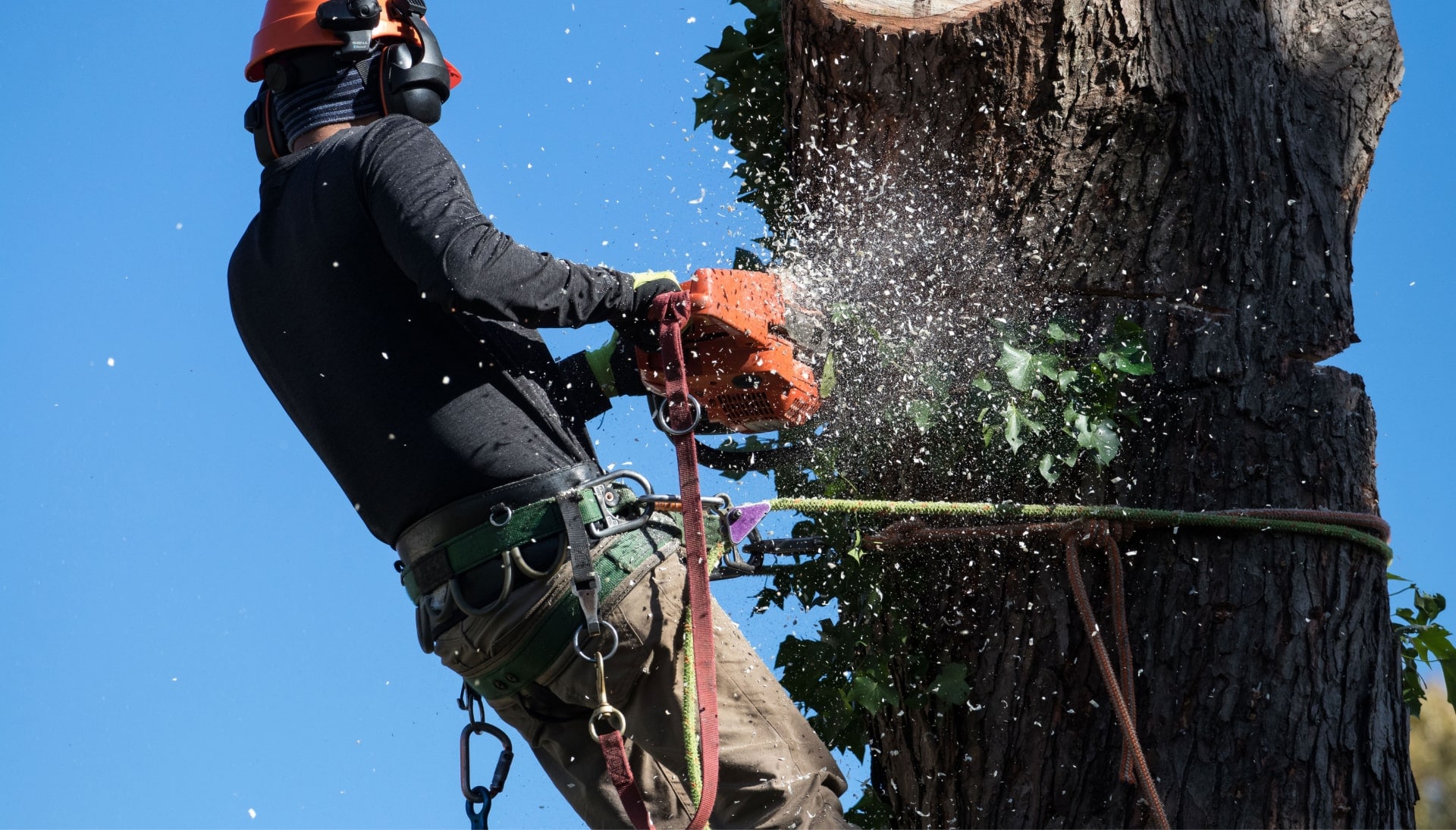 Professional Tree removal solutions in Fort Pierce